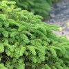 Birds Nest Spruce #5 - Image 2